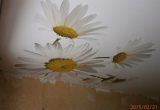Готовых натяжных потолков с фотопечатью